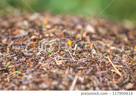 Anthill in a wild forest. Anthill in a wild forest. 117909818
