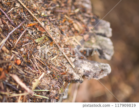 Anthill in a wild forest. 117909819