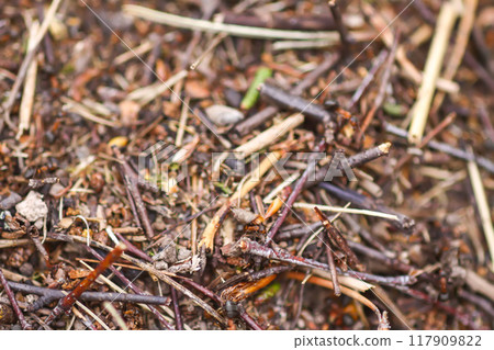 Anthill in a wild forest. 117909822