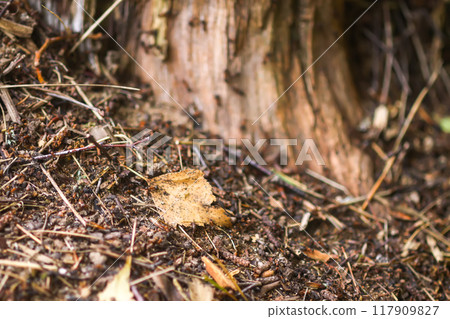 Anthill in a wild forest. Anthill in a wild forest. 117909827