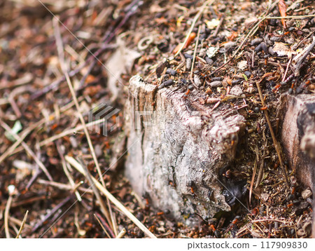 Anthill in a wild forest. 117909830