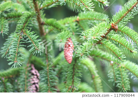 Fir-trees in a wild forest. Summer season. 117909844