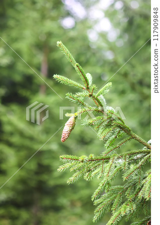 Fir-trees in a wild forest. Summer season. Fir-trees in a wild forest. Summer season. 117909848