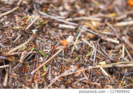 Anthill in a wild forest. 117909942