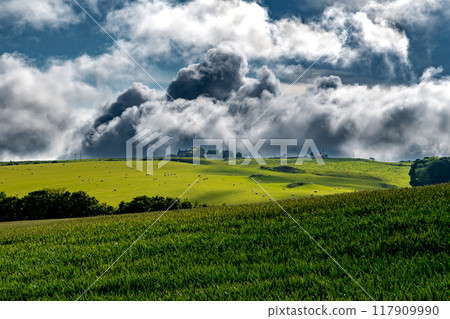 Rural Agricultural Landscape With Sheep On Pasture In Berwickshire, Scotland, UK Rural Agricultural Landscape With Sheep On Pasture In Berwickshire, Scotland, UK 117909990