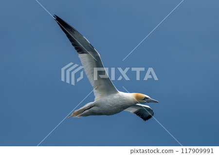 Flying Seabird Northern Gannet (Morus Bassanus) On Island Bass Rock In The Atlantic Ocean Of Firth of Forth At North Berwick Near Edinburgh In Scotland Flying Seabird Northern Gannet (Morus Bassanus) On Island Bass Rock In The Atlantic Ocean Of Firth of Forth At North Berwick Near Edinburgh In Scotland 117909991
