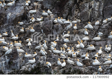 Colony Of Nesting Seabirds Northern Gannets (Morus Bassanus) On Bass Rock Island In The Atlantic Ocean Of Firth of Forth At North Berwick Near Edinburgh In Scotland Colony Of Nesting Seabirds Northern Gannets (Morus Bassanus) On Bass Rock Island In The Atlantic Ocean Of Firth of Forth At North Berwick Near Edinburgh In Scotland 117909992