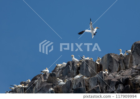Colony Of Nesting Seabirds Northern Gannets (Morus Bassanus) On Bass Rock Island In The Atlantic Ocean Of Firth of Forth At North Berwick Near Edinburgh In Scotland 117909994