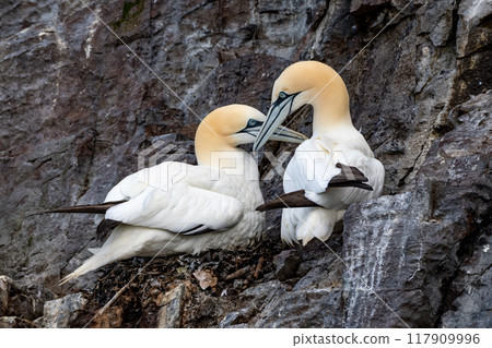 Loving Couple Of Nesting Seabirds Northern Gannets (Morus Bassanus) On Island Bass Rock In The Atlantic Ocean Of Firth of Forth At North Berwick Near Edinburgh In Scotland 117909996