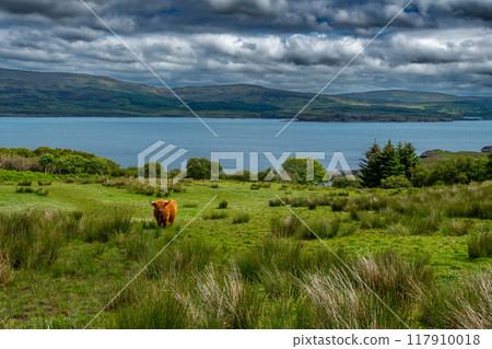 Highland Cattle With Long Horns At The Atlantic Coast Of The Isle Of Skye In Scotland, UK Highland Cattle With Long Horns At The Atlantic Coast Of The Isle Of Skye In Scotland, UK 117910018