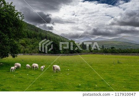 Flock Of Sheep In Rural Highland Landscape Near Village Ullapool In Scotland, UK 117910047
