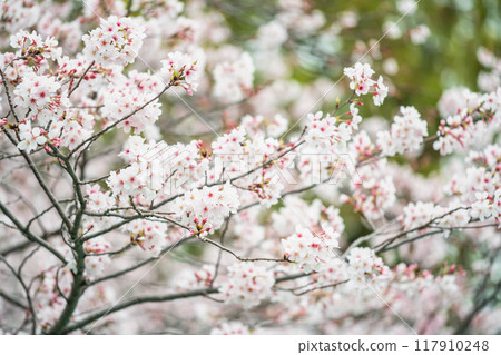 White cherry blossom of sakura tree full bloom at spring, Kumamoto White cherry blossom of sakura tree full bloom at spring, Kumamoto 117910248