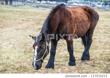 Big brown horse chewing grass by Kusasenri prairie observation, Aso 117910253