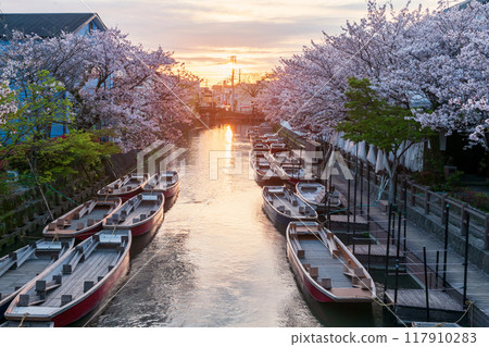Suigo river with boats and cherry blossom tunnel at sunset, Yanagawa 117910283