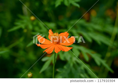  黃波斯菊 117910304