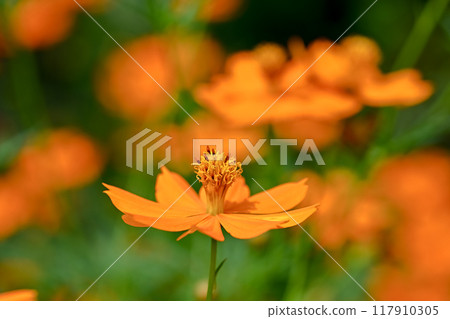  黃波斯菊 117910305