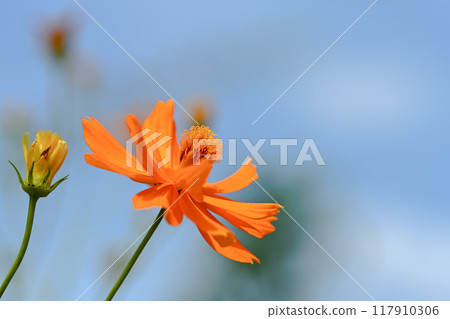  黃波斯菊 117910306