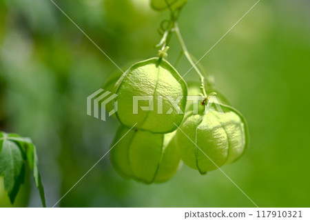 富森克魯茲 富森克魯茲 117910321