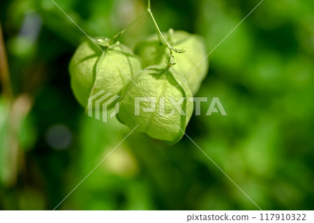 富森克魯茲 117910322