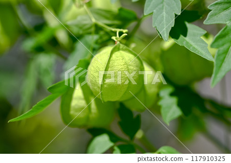 富森克魯茲 117910325