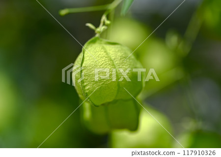 富森克魯茲 117910326