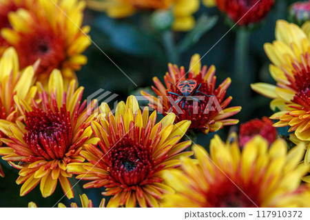 beautiful bushes of chrysanthemum flowers yellow and red colors 117910372