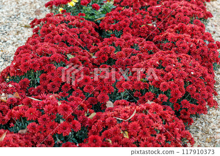 beautiful bushes of chrysanthemum flowers red colors 117910373