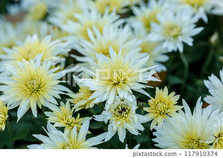 beautiful bushes of yellow chrysanthemum flowers 117910374