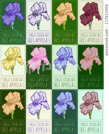 Set of vector drawing SINGLE COLOR IRIS in various colors. Hand drawn illustration. Latin name is IRIS APHYLLA L Set of vector drawing SINGLE COLOR IRIS in various colors. Hand drawn illustration. Latin name is IRIS APHYLLA L 117911008