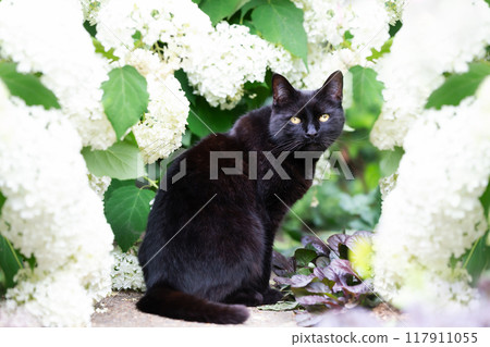 Portrait of a black cat sitting among white hydrangeas in a flower garden Portrait of a black cat sitting among white hydrangeas in a flower garden 117911055