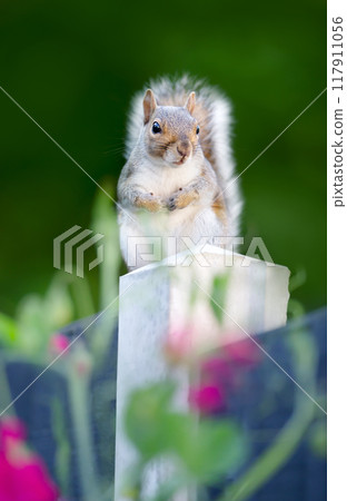 Portrait of a cute grey squirrel standing on a garden fence post Portrait of a cute grey squirrel standing on a garden fence post 117911056