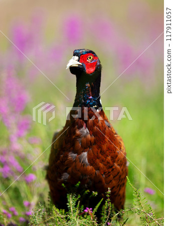 Portrait of a male common pheasant standing in the meadow 117911057
