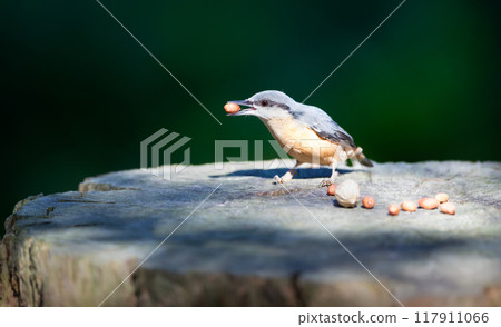 Eurasian nuthatch eating a nut on a tree stump Eurasian nuthatch eating a nut on a tree stump 117911066