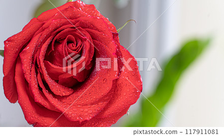 A red rose close-up photography. Concept of female gardening. Elegance and grace of a red rose flower bud in dew drops. Rose petals 117911081