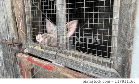 The piglet is in the barn behind the cage. The piglet is in the barn behind the cage. 117911163