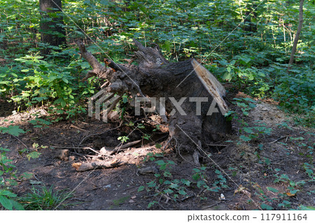 forest nature background wood tree natural fresh stump outdoor environment plant brown 117911164