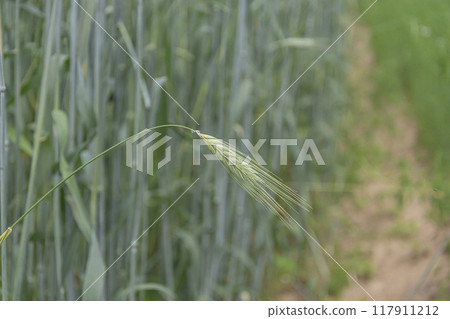 Green spikelet of grain culture. Blurred background with bokeh elements 117911212