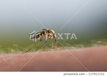 Mosquito Bite on human skin 117911252