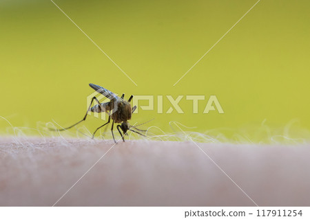 Mosquito on human skin with a blurred green background. 117911254