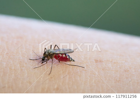 Mosquito feeding on human skin, with a focus on the insect's details. 117911256