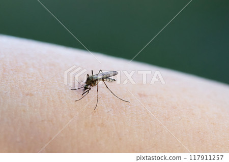 Mosquito on human skin showing its details. 117911257