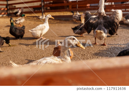 Graceful ducks stands elegantly on top of a small puddle of water on farm 117911636
