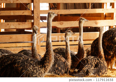 Ostrich stands tall in a spacious pen on farm, showcasing its long neck and vibrant feathers. Ostrich stands tall in a spacious pen on farm, showcasing its long neck and vibrant feathers. 117911638