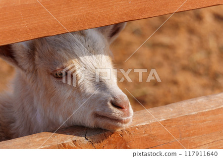 Close-up view of a curious goat surrounded by wooden fencing in a rustic pen. Close-up view of a curious goat surrounded by wooden fencing in a rustic pen. 117911640