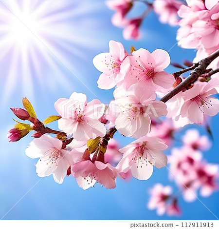 Elegant Awakening: Sakura Blossom Spring Banner with Delicate Cherry Blossoms 117911913