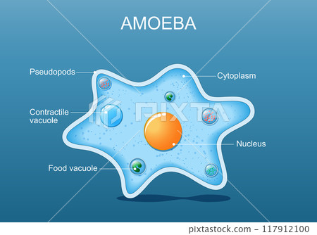 Amoeba anatomy. 117912100