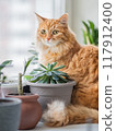 Puzzled ginger cat sits among flower pots with room plants. Fluffy pet and house plants. Growing succulents and Dracaena as botanical peaceful hobby. Cozy home. 117912400