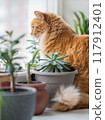 Puzzled ginger cat waits for it's master among flower pots with room plants. Fluffy pet and house plants. Growing succulents and Dracaena as botanical peaceful hobby. Cozy home. 117912401