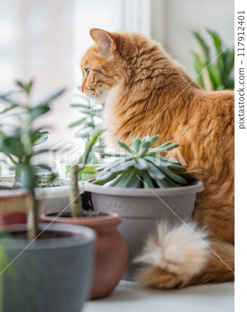 Puzzled ginger cat waits for it's master among flower pots with room plants. Fluffy pet and house plants. Growing succulents and Dracaena as botanical peaceful hobby. Cozy home. Puzzled ginger cat waits for it's master among flower pots with room plants. Fluffy pet and house plants. Growing succulents and Dracaena as botanical peaceful hobby. Cozy home. 117912401