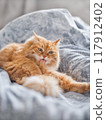 Ginger cat is licking it's fur in bed. Fluffy pet has a rest on duvet. Cute domestic animal cleans it's fur on blanket with comfort. 117912402